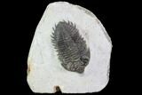 Bargain, Coltraneia Trilobite Fossil - Huge Faceted Eyes #92125-1